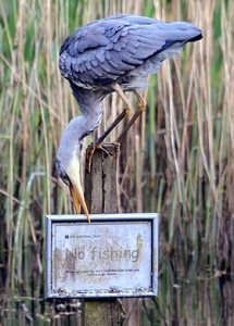 heron fishing sign